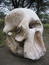 Elephant skull at Serengeti National Park.jpg