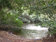 220px-Mangrove_trees_in_Everglades.JPG