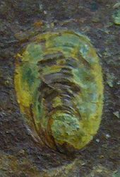 Lingula sp.1 - Devonico superior cropped.JPG