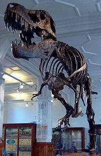 200px-Stan_the_Trex_at_Manchester_Museum.jpg