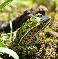 220px-Northern_Leopard_Frog_Lithobates_pipiens.jpg