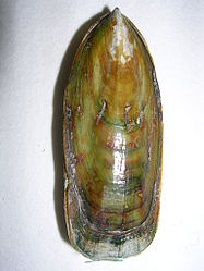 Lingula anatina 7.JPG