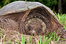 220px-Snapping_turtle_3_md.jpg