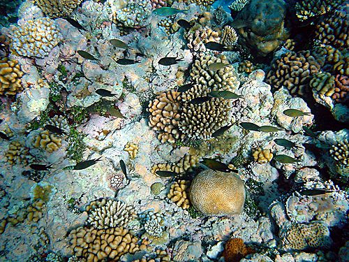 500px-Coral_reefs_with_fishes.JPG