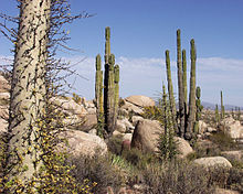 220px-Baja_California_Desert.jpg