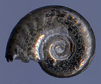 Ammonit aus Pyrit.jpg