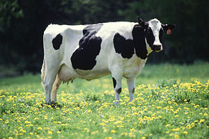 300px-Cow_female_black_white.jpg
