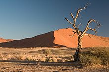 220px-Thorn_Tree_Sossusvlei_Namib_Desert_Namibia_Luca_Galuzzi_2004a.JPG