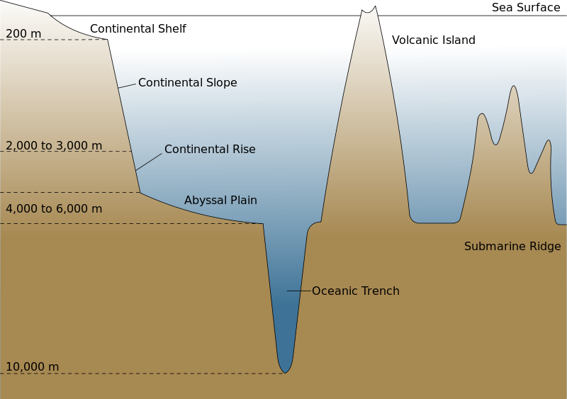 Diagram representing oceanic basin, displaying various features. A volcanic island is a feature above water. A submarine ridge is one or more raised ridges of land that do not cross the ocean surface, but are taller than the surrounding land. A continental shelf is the edge before a sudden dropping off of land. These occur at approximately 200 meters below the sea surface. Abyssal plains occur at between 4000 and 6000 meters below the sea surface. These are largely flat portions of sea floor. Continental slopes and continental rises occur between continental shelves and abyssal plains. Slopes occur above 2000 to 3000 meters, and rises occur below. Oceanic trenches are deep valleys in the ocean floor. They can be as deep as 10,000 meters.