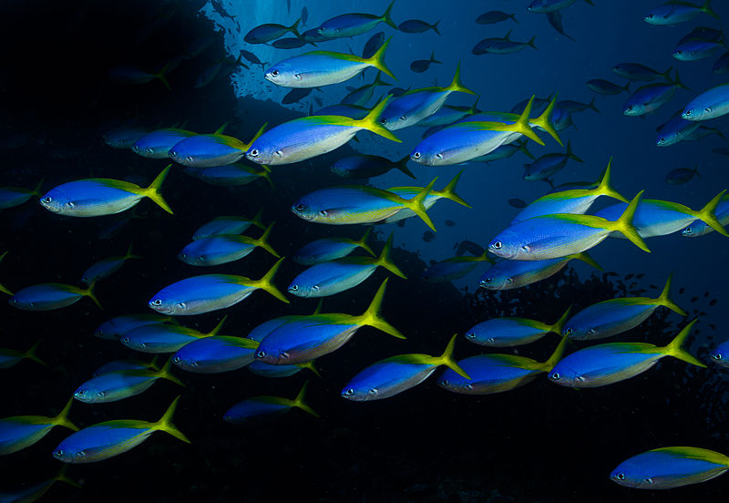 a school of luminescent fish