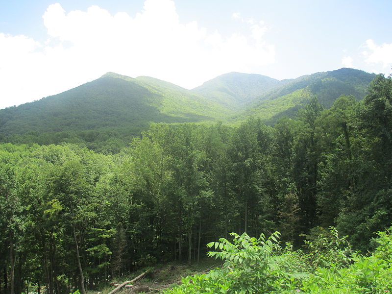 A mountainous region with both deciduous trees and conifer trees.