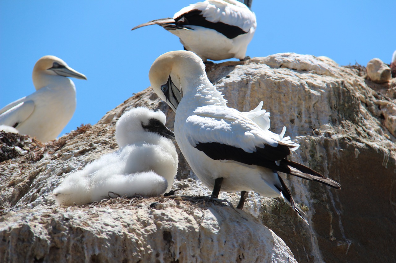 A group of light-colored birds sitting on costal rocks