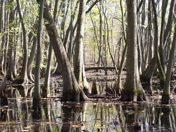 Cypress trees in a wetland; the water is tea colored in this swamp.