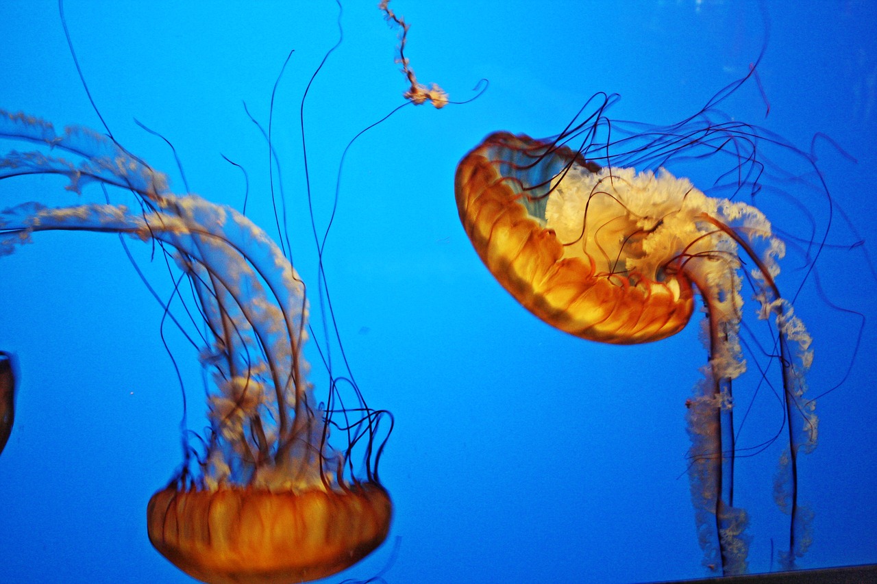 two jellyfish swimming