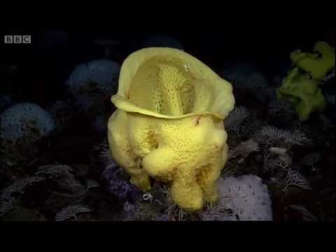 Thumbnail for the embedded element "Undersea Volcanoes | Planet Earth | BBC"