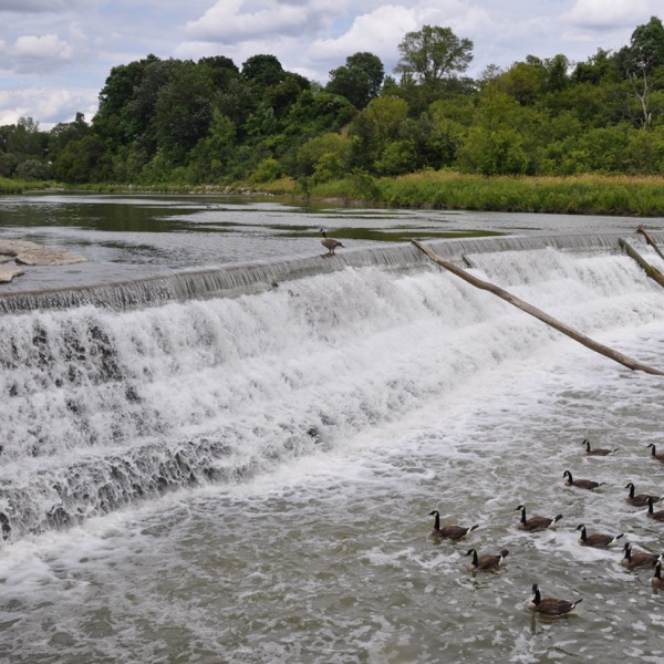 a photo of a a waterway with man made barriers across to adjust water height. Several geese are floating at the bottom