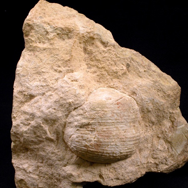 a light colored rock with a viable fossil on its surface