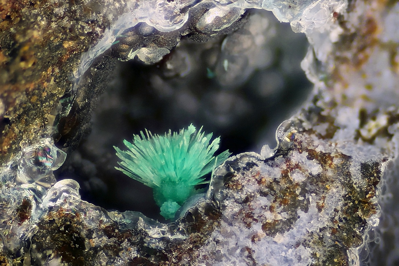 A plant shaped formation of Malachite inside of a geode