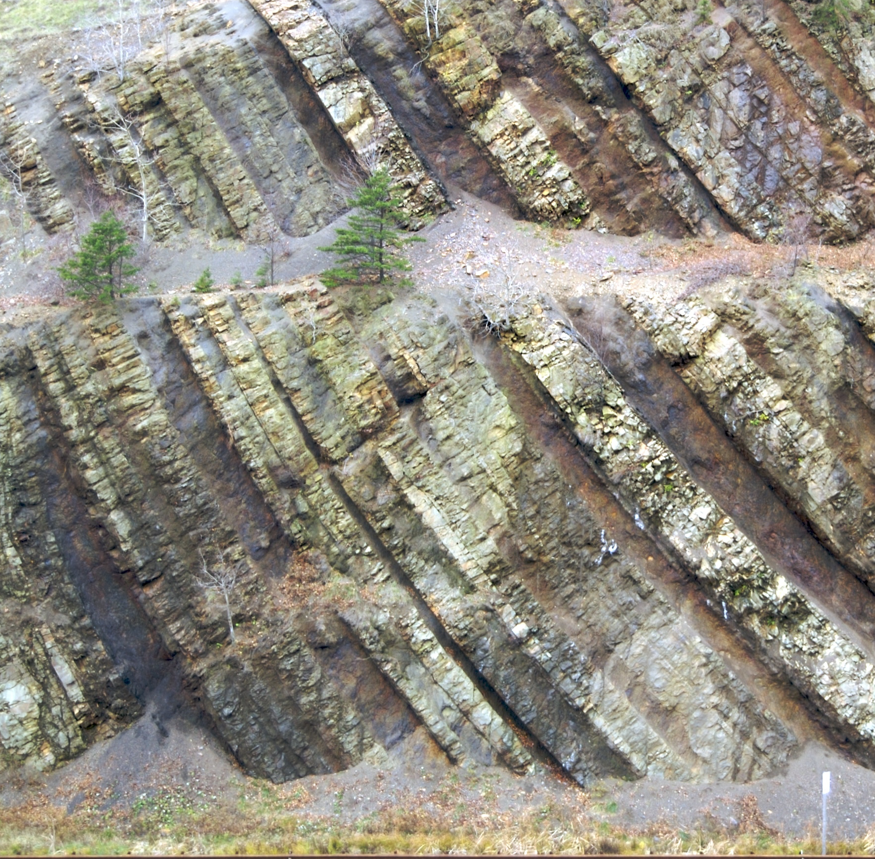 A close up of rock in a roadcut that curves like a U, showing the rock layers. Trees are interspersed in the rock.