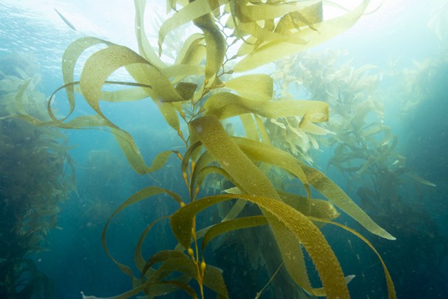 17: Seaweeds and Marine Plants