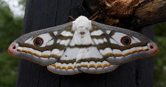 Marbled_emperor_moth_heniocha_dyops.jpg