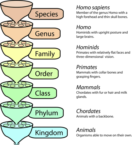 Levels in the Linnaean classification system