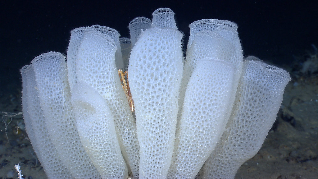 Image result for glass sponges