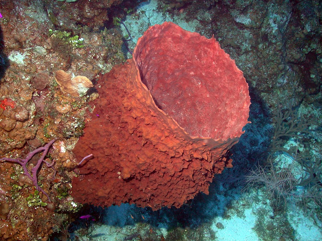 Image result for barrel sponge