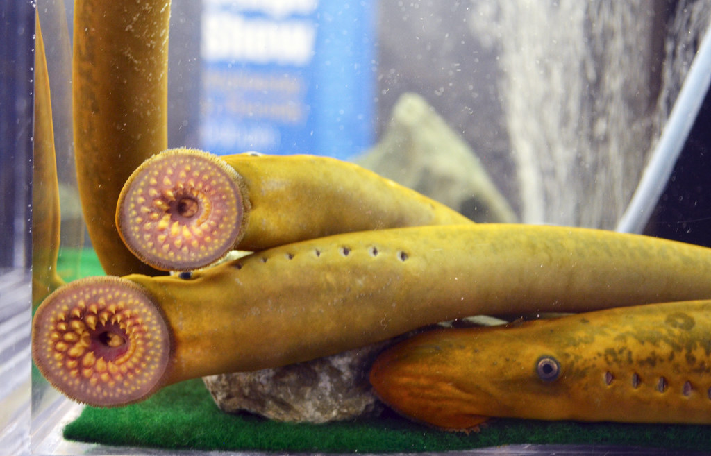 Image result for lamprey