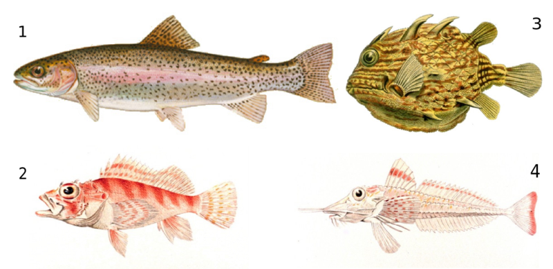 File:Osteichthyes-examples.png