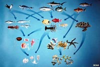 Food chains and food webs in the ocean