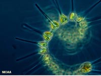 : Microscopic Plants- Phytoplankton - Geosciences LibreTexts