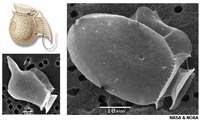 Dinoflagellates