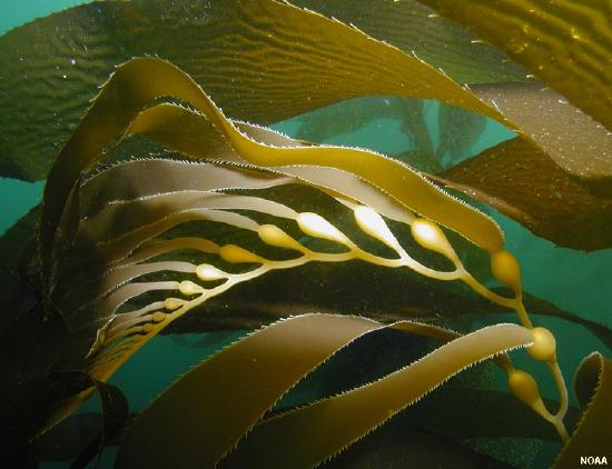 kelp2.jpg