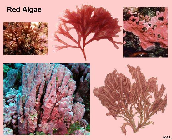 red_algae.jpg