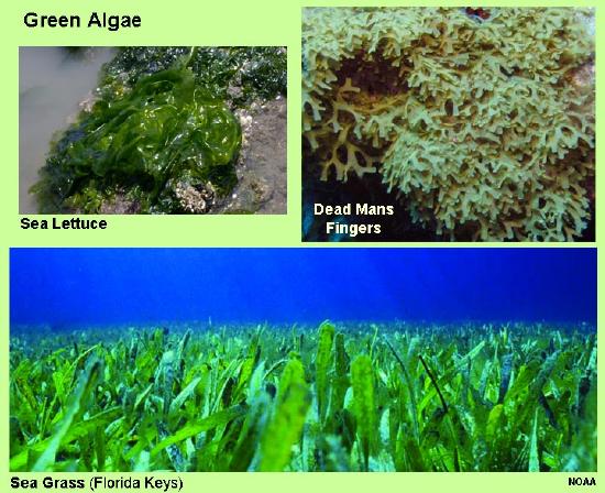 green_algaes.jpg