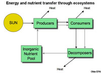 Energy and Nutrient Transfer