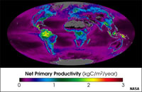 Net Ocean Productivity