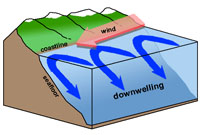 Coastal downwelling