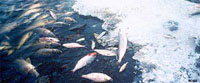 Fish killed by hypoxia