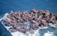 Colony of Walruses