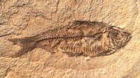 Fish fossil from Wyoming