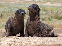 fur seals