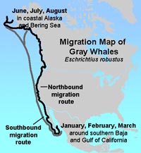 Whale migration