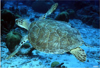 Sea Turtle (Carribean)