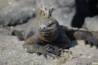 Iguana