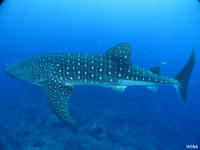 Tiburón Ballena (Golfo de México)