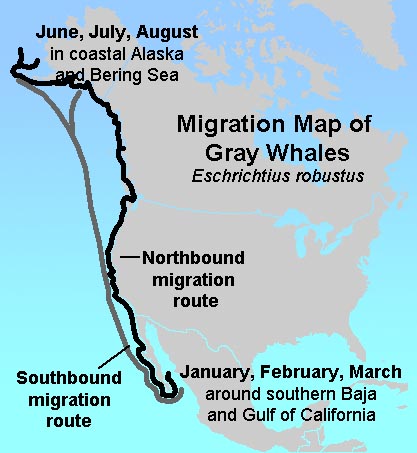 Whale migration route on the West Coast of North America