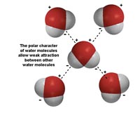Polar attraction between water molecules