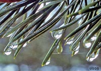 Water adhesion and cohesion illustrated by water droplets of pine needles